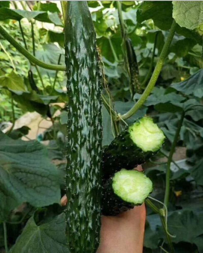 津研四号刺黄瓜种子四季播种蔬菜水果黄瓜种子庭院阳台盆栽