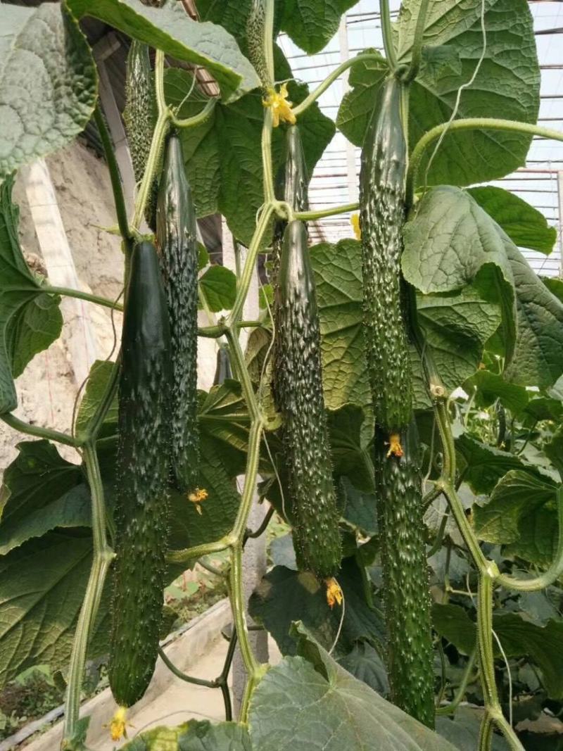 津研四号刺黄瓜种子四季播种蔬菜水果黄瓜种子庭院阳台盆栽