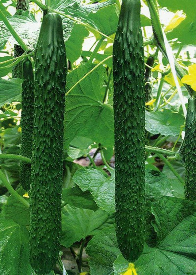津研四号刺黄瓜种子四季播种蔬菜水果黄瓜种子庭院阳台盆栽