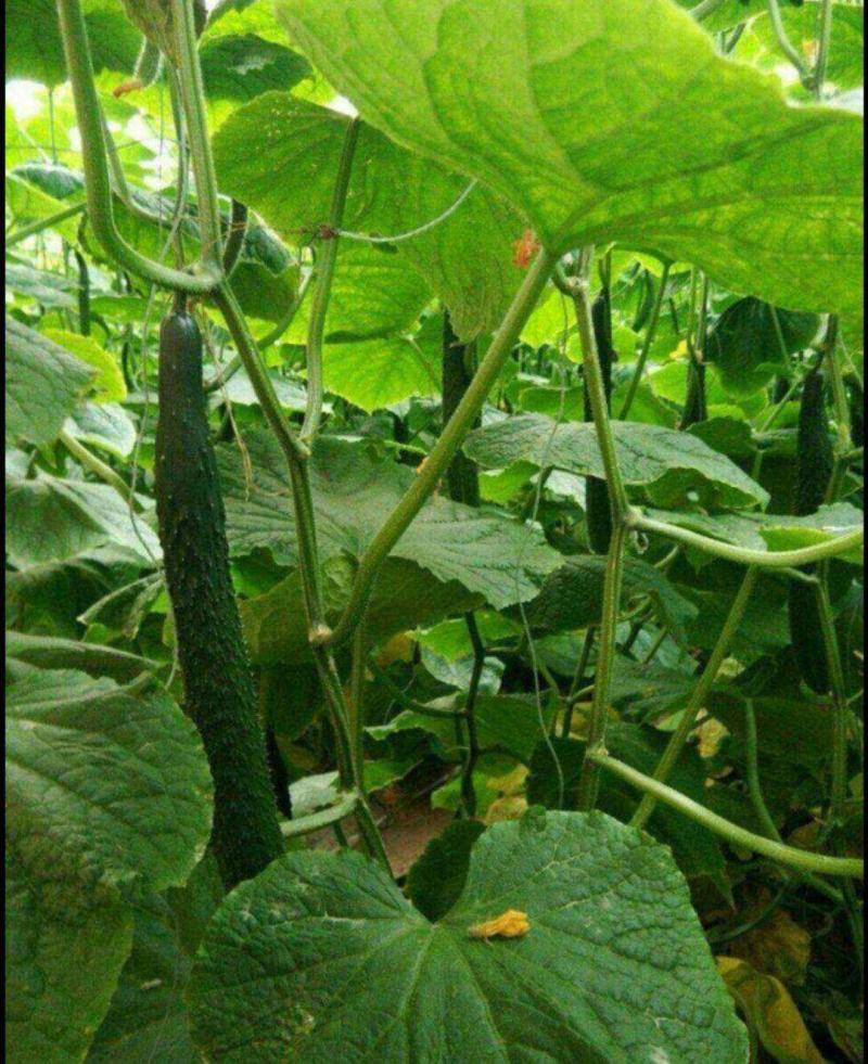 津研四号刺黄瓜种子四季播种蔬菜水果黄瓜种子庭院阳台盆栽