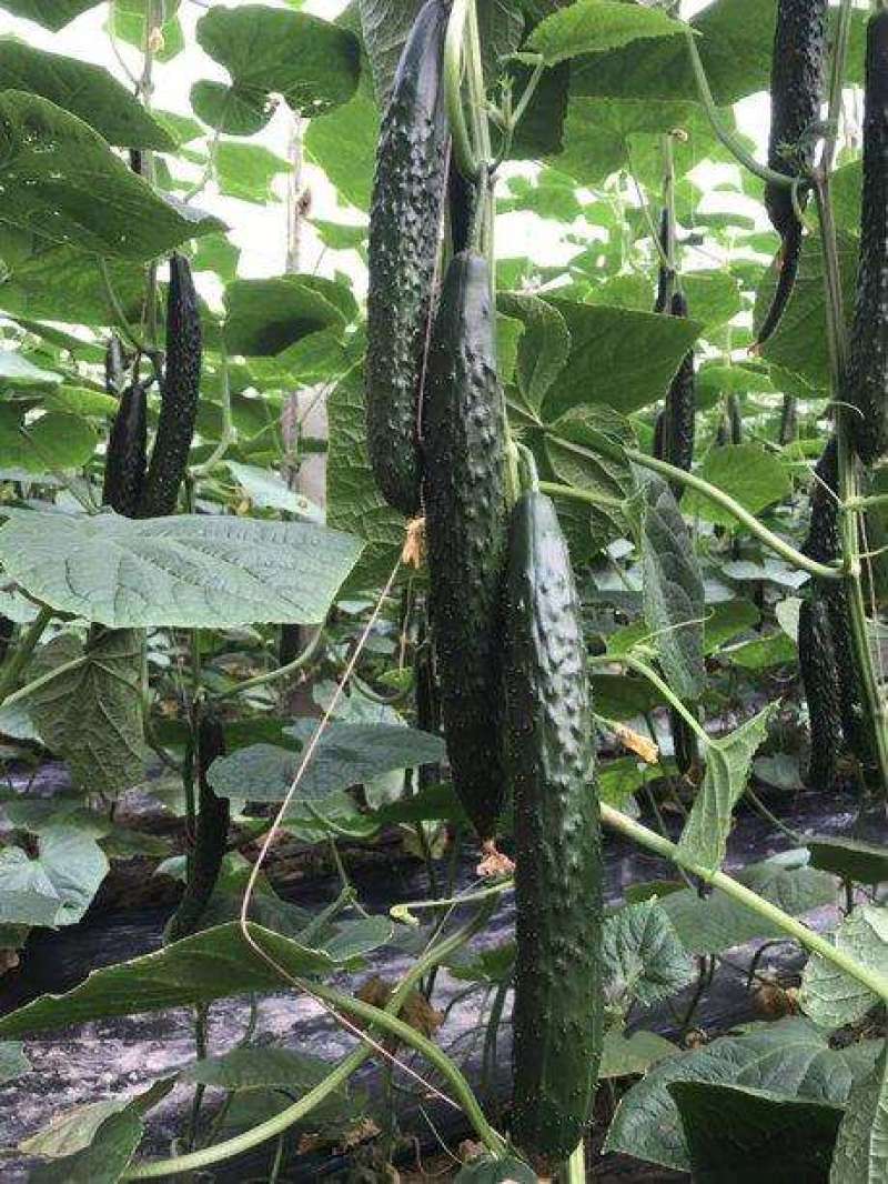 津研四号刺黄瓜种子四季播种蔬菜水果黄瓜种子庭院阳台盆栽