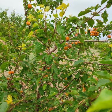 伊犁小红杏