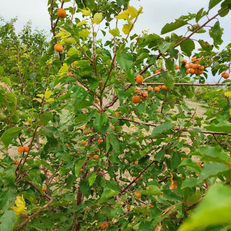 伊犁小红杏