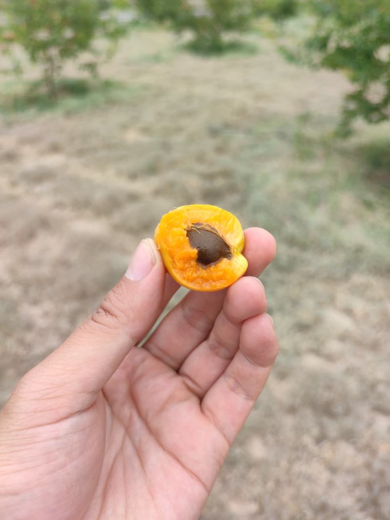 伊犁小红杏