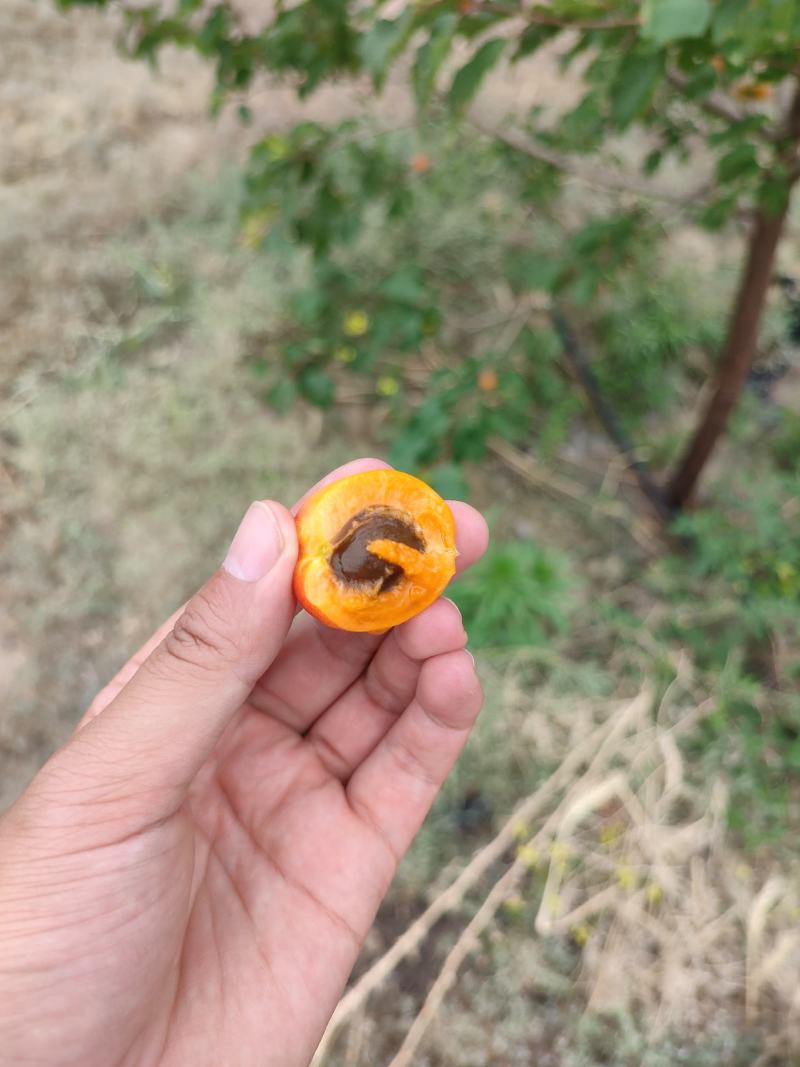伊犁小红杏