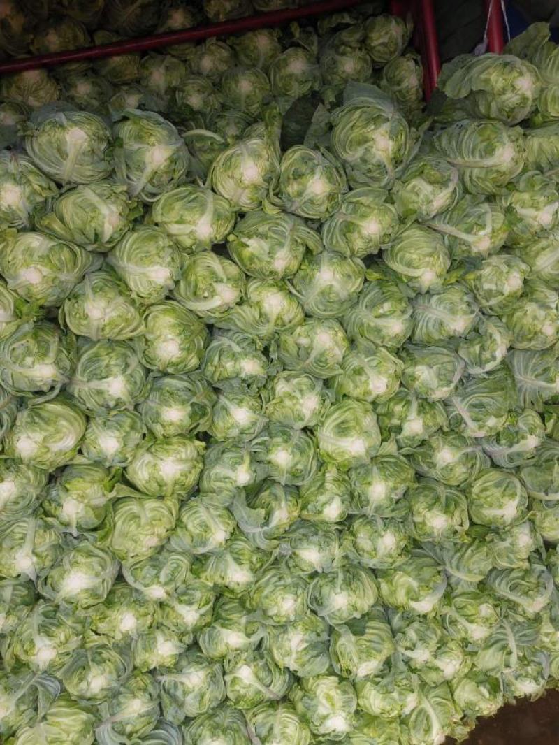 牛心甘蓝菜