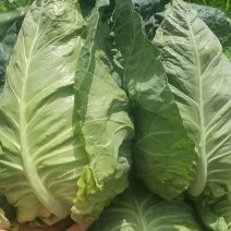 牛心甘蓝菜