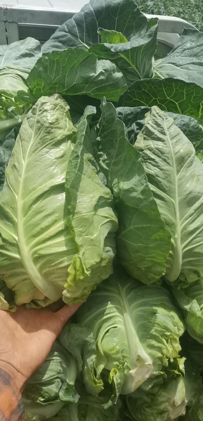 牛心甘蓝菜