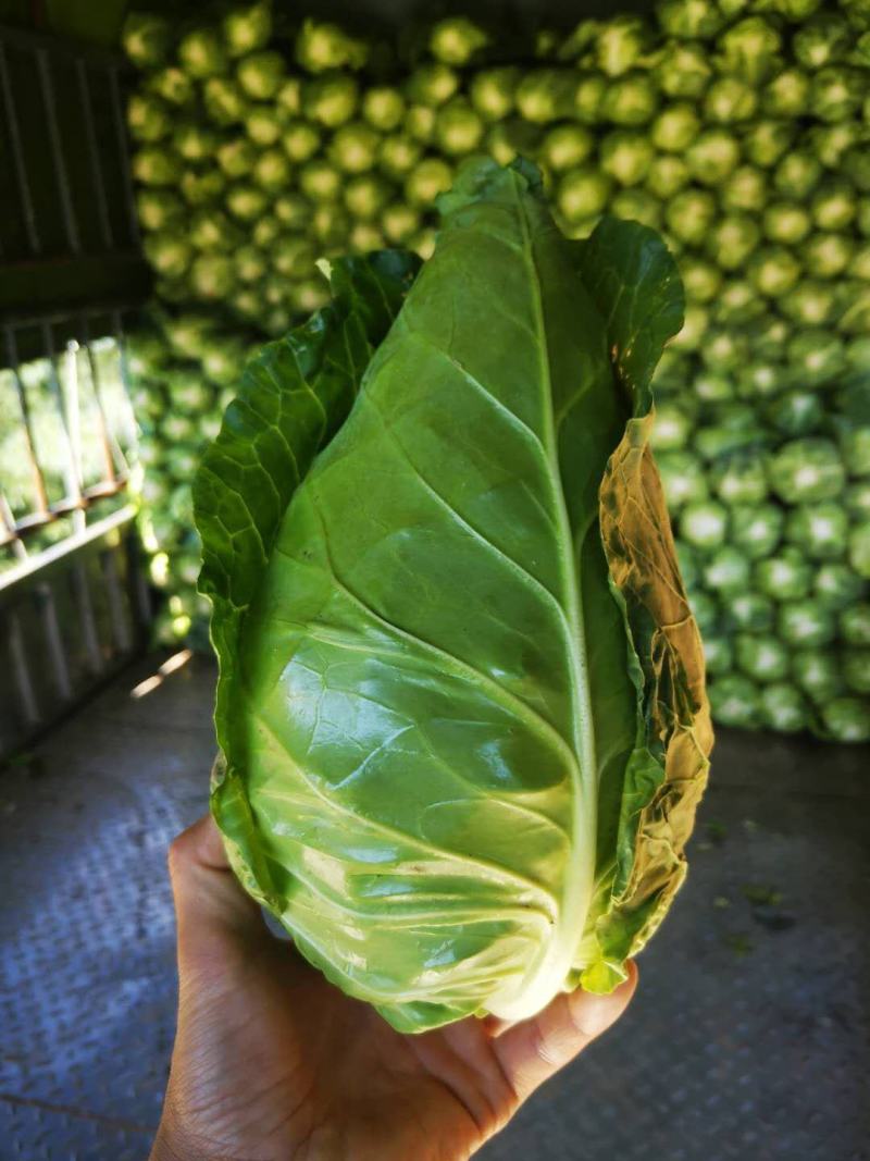 牛心甘蓝菜