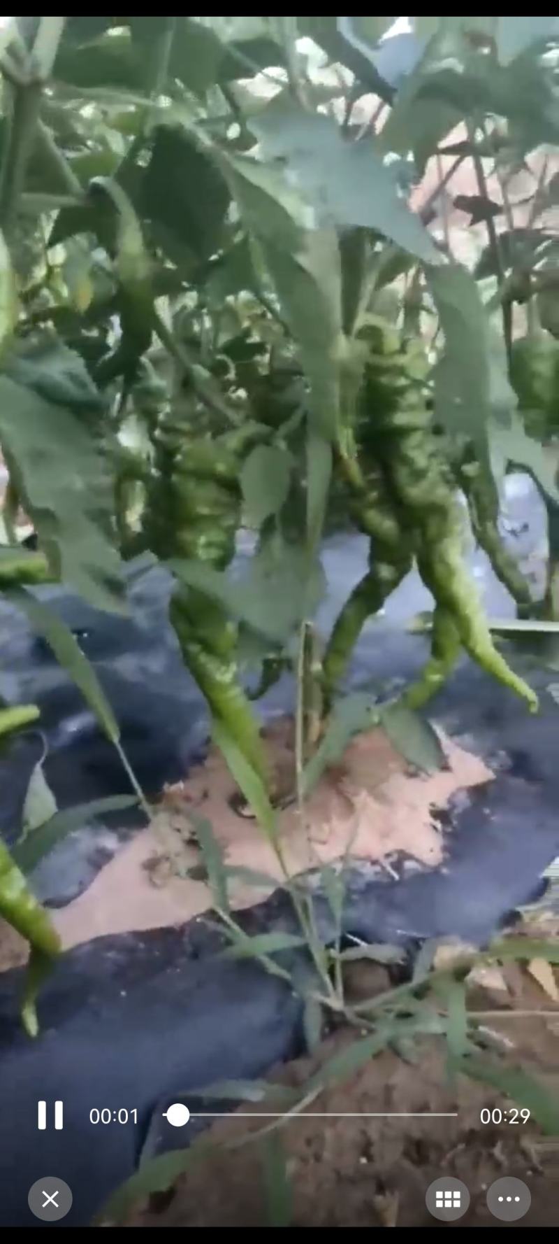精品辣椒