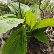 贵州野生见血清。纯野生货