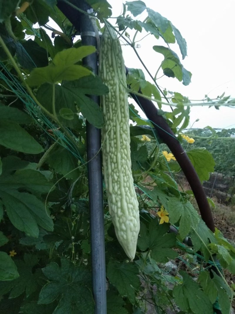 苦瓜