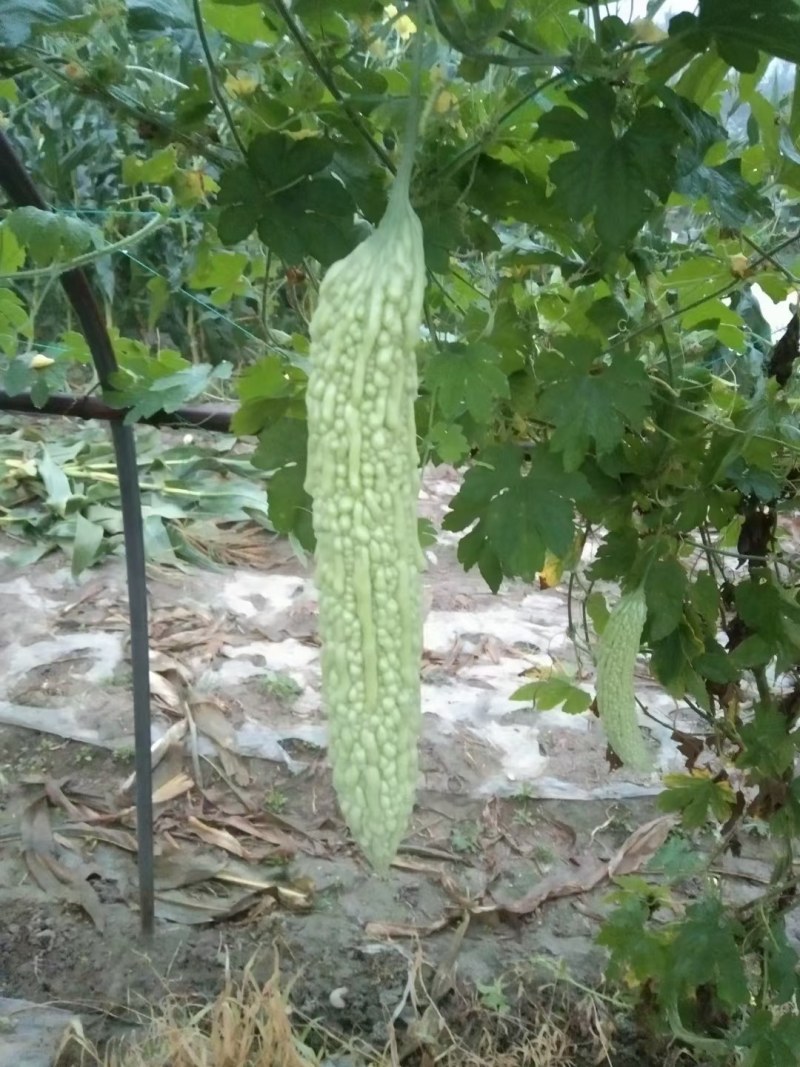 苦瓜