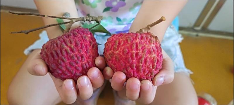 冰荔枝王苗