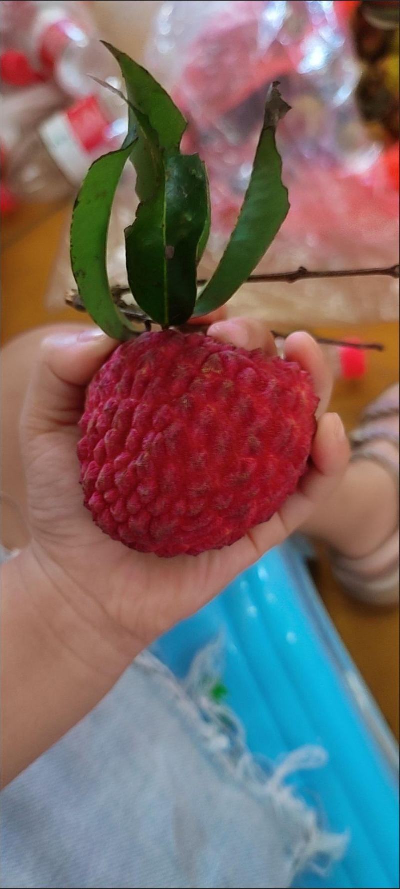 冰荔枝王苗