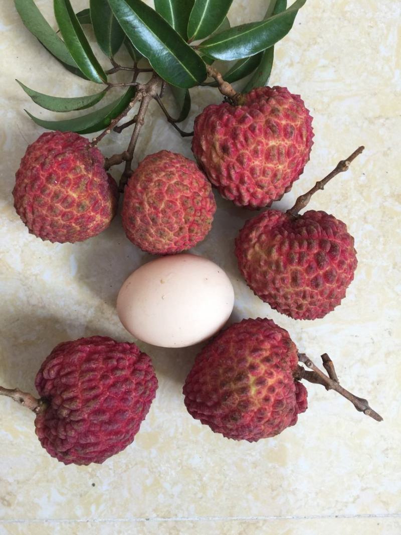 冰荔枝王苗