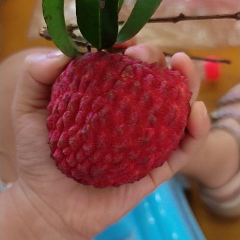 冰荔枝王苗