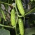 水果黄瓜种子节节瓜家庭种植挂满架黄瓜籽种正品春天播种蔬菜