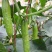 水果黄瓜种子节节瓜家庭种植挂满架黄瓜籽种正品春天播种蔬菜