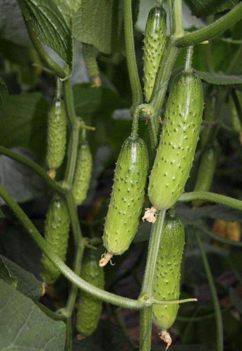 水果黄瓜种子节节瓜家庭种植挂满架黄瓜籽种正品春天播种蔬菜