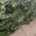 西兰花产地直销一手货源