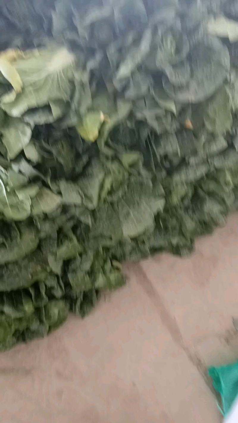 西兰花产地直销一手货源