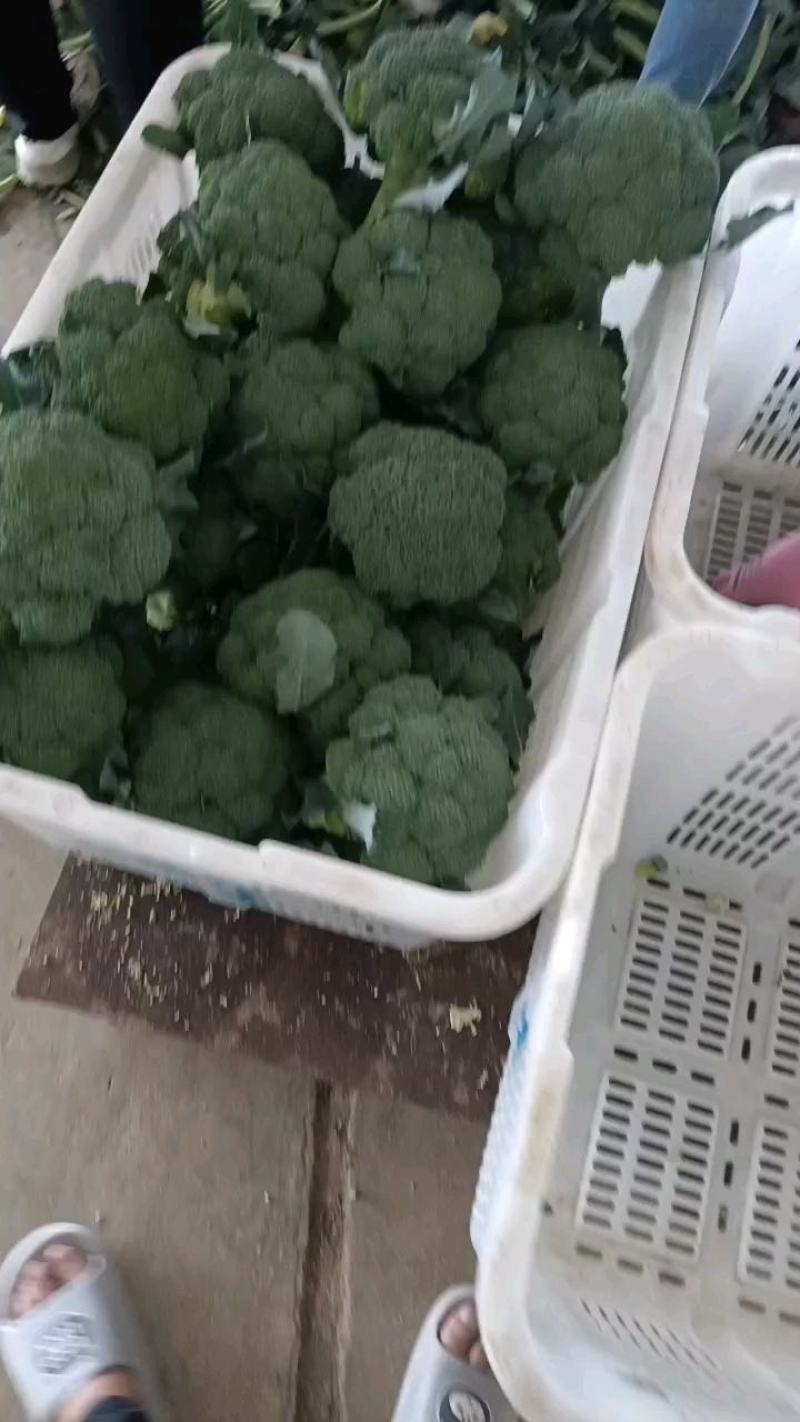 西兰花产地直销一手货源