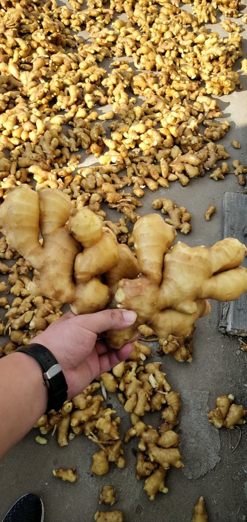 荐【窖藏大小黄姜】：电商市场出口！代收代存农户一手货源
