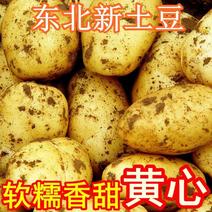 吉林东北黄皮黄心土豆，大量供应，全国发货，保质保量欢迎来