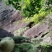 茶叶