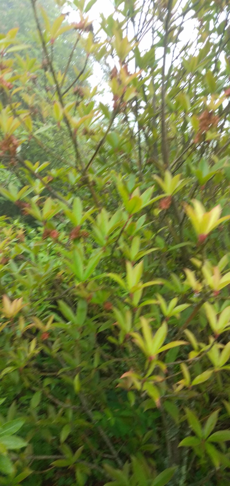 野八角鲜货即间要采有釆购的联系