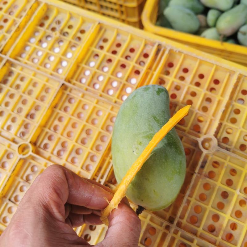 爆甜青皮芒百色芒果产地果园批发代发代办一箱包邮