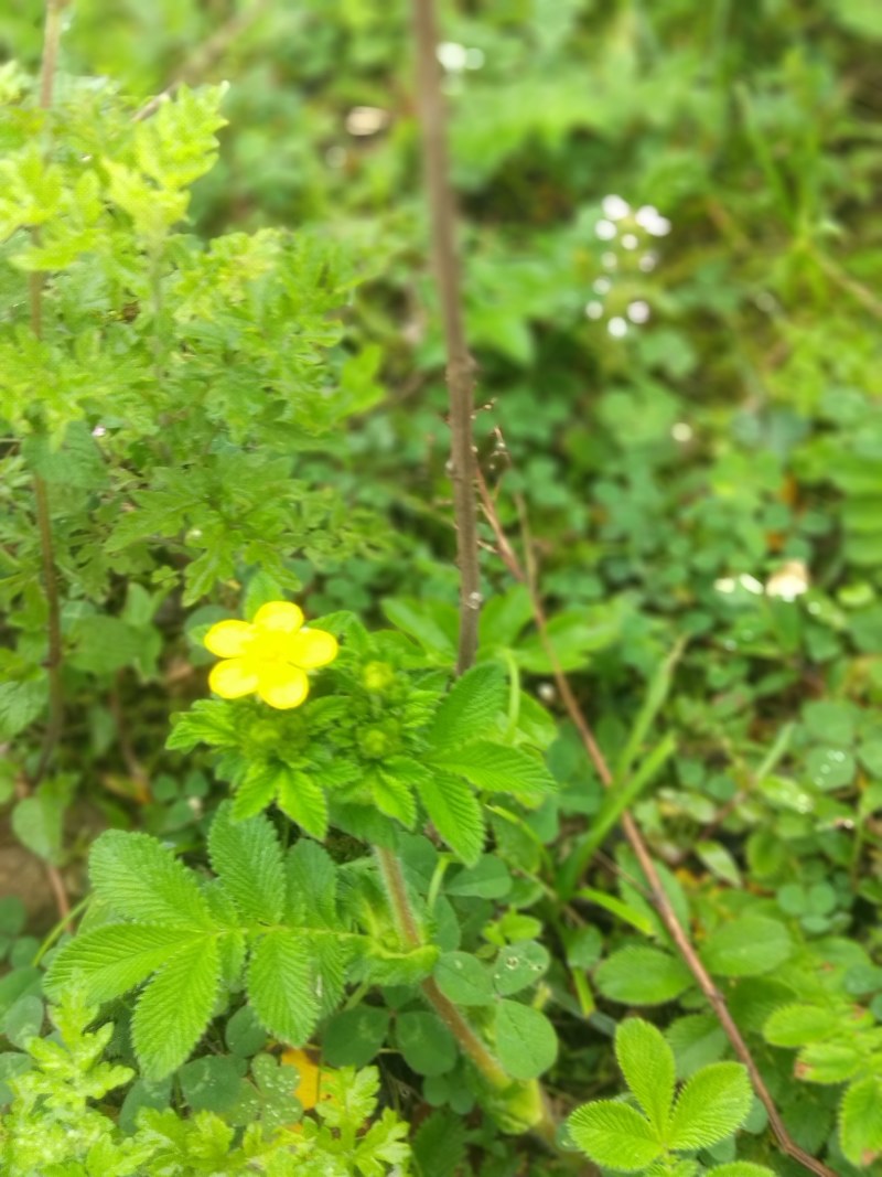 翻白草鲜货，高山特产四川凉山德昌县发货。有用的老板请联系