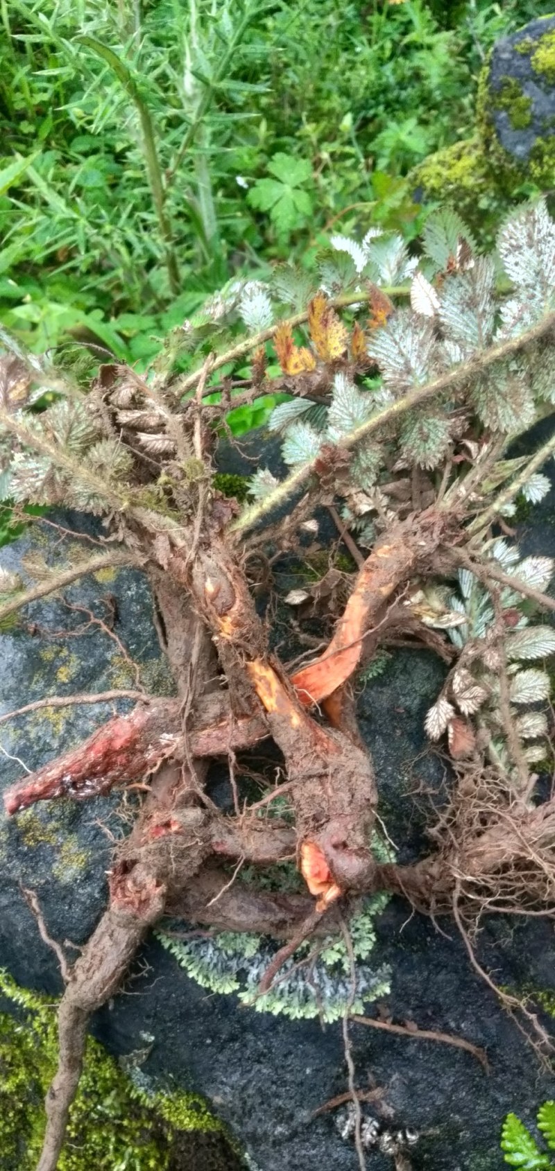 翻白草鲜货，高山特产四川凉山德昌县发货。有用的老板请联系