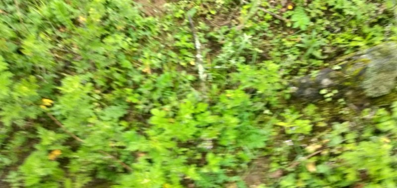 翻白草鲜货，高山特产四川凉山德昌县发货。有用的老板请联系