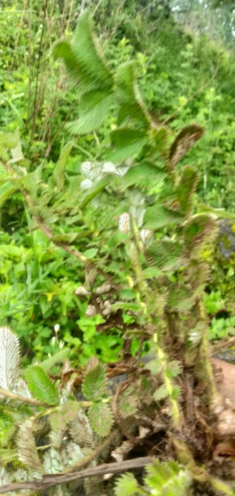 翻白草鲜货，高山特产四川凉山德昌县发货。有用的老板请联系