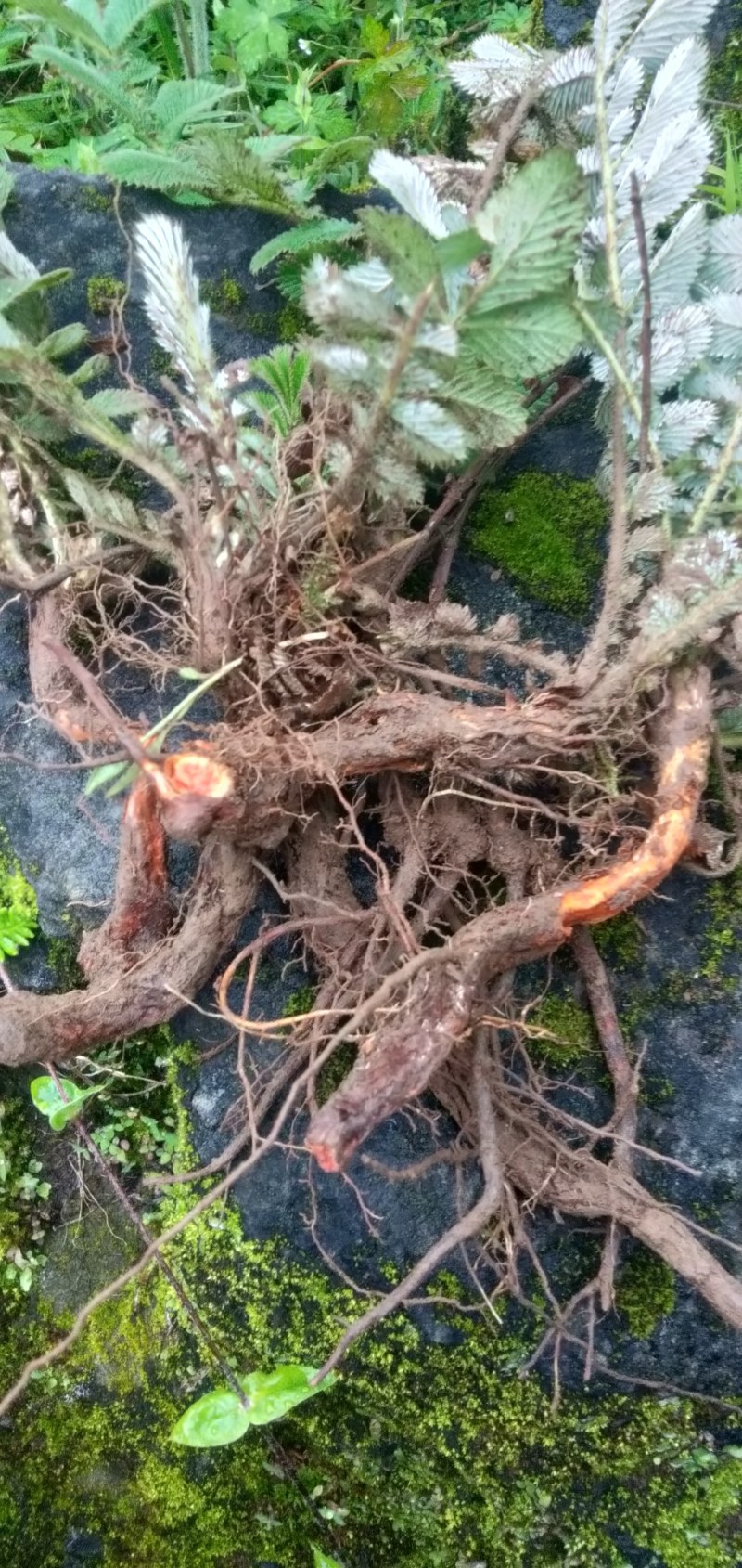 翻白草鲜货，高山特产四川凉山德昌县发货。有用的老板请联系