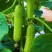 原装水果黄瓜种子节节瓜小黄瓜地栽春阳台盆栽农家蔬菜种子