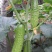 原装水果黄瓜种子节节瓜小黄瓜地栽春阳台盆栽农家蔬菜种子