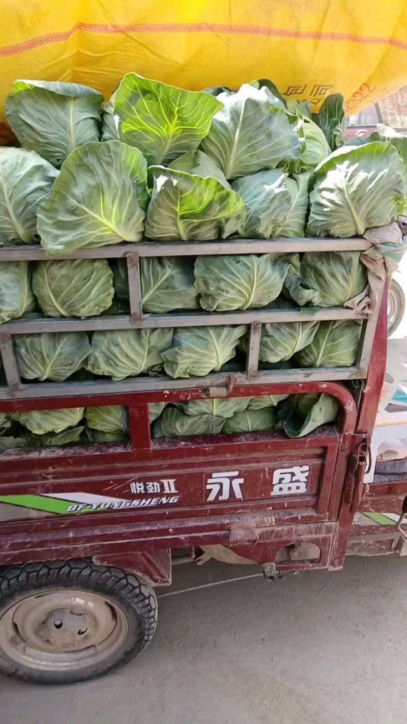 精选甘肃中甘甘蓝