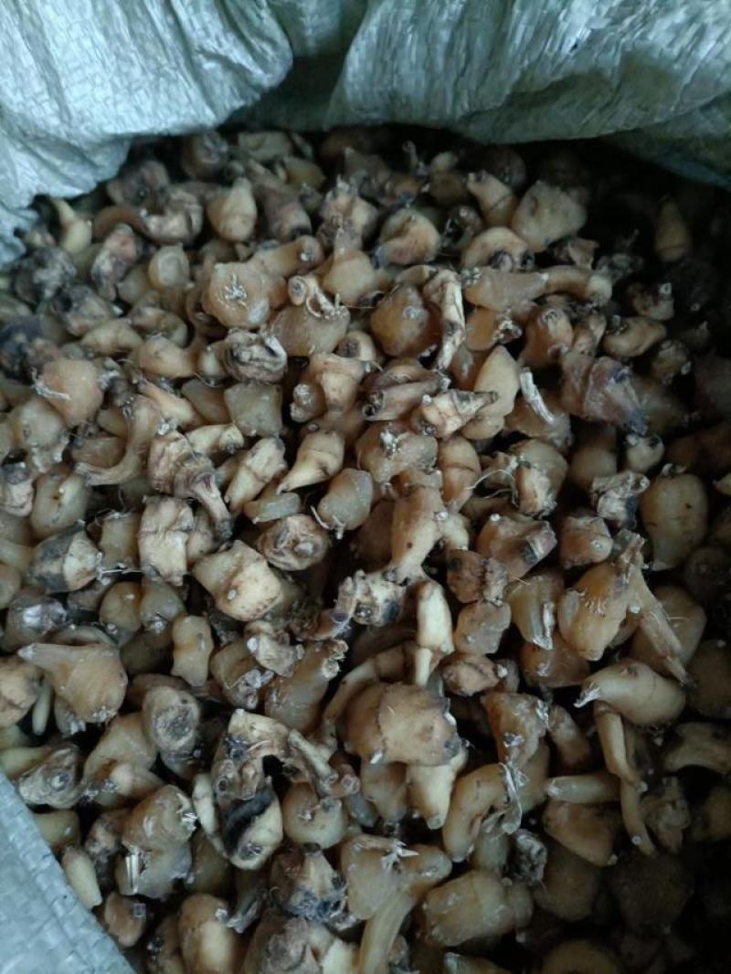 山慈菇，纯野生的，都是精心挑选含量高质量好。