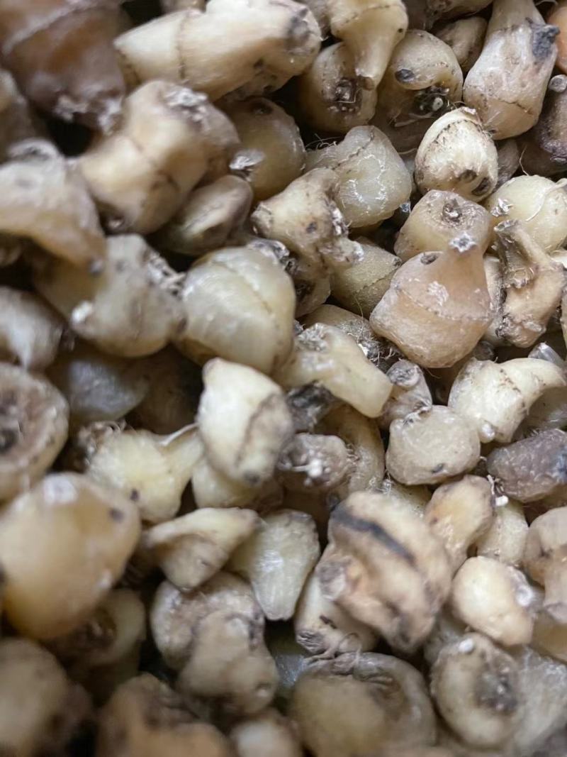 山慈菇，纯野生的，都是精心挑选含量高质量好。