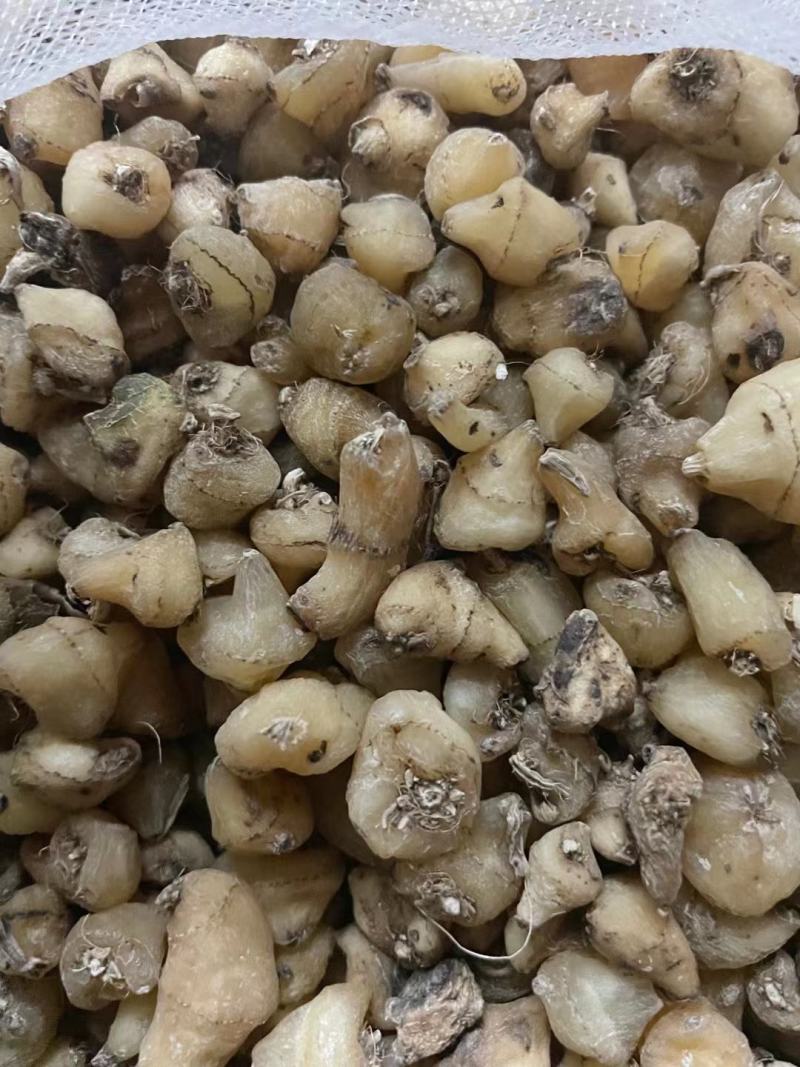 山慈菇，纯野生的，都是精心挑选含量高质量好。