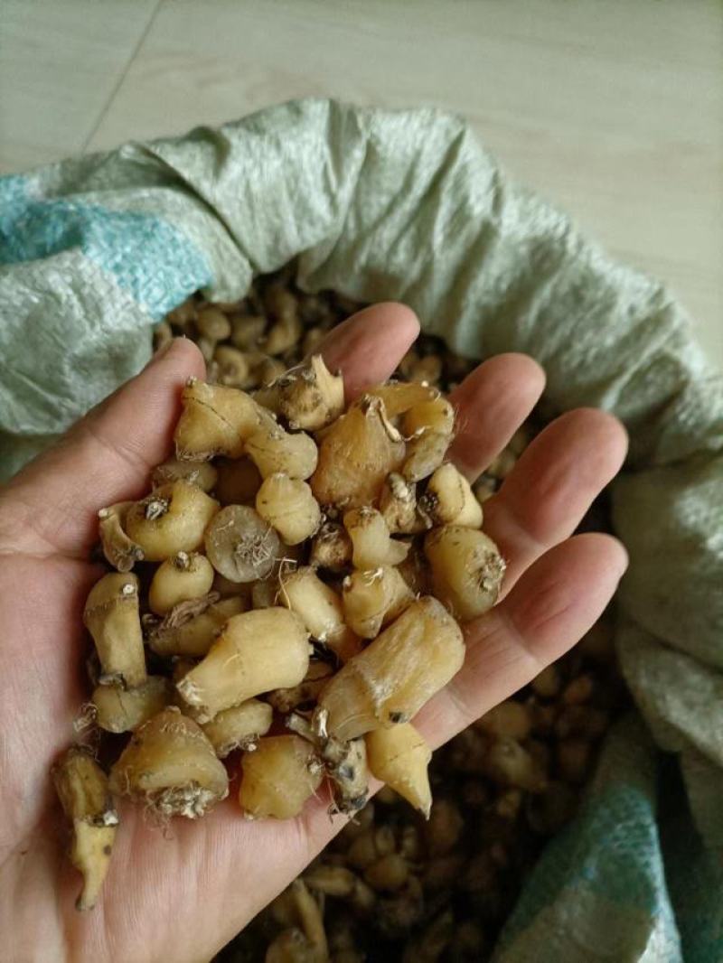 山慈菇，纯野生的，都是精心挑选含量高质量好。
