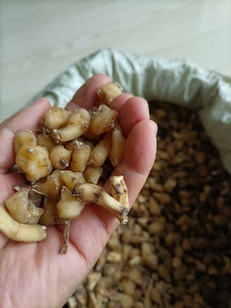 山慈菇，纯野生的，都是精心挑选含量高质量好。
