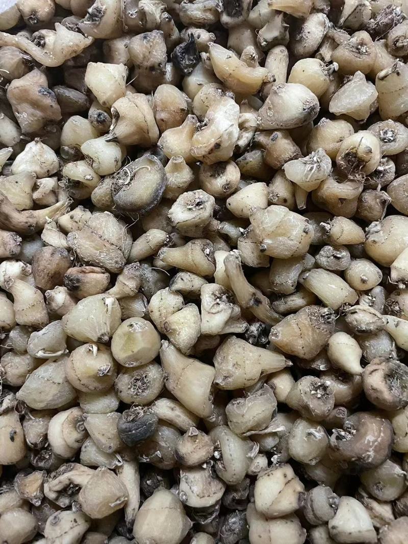 山慈菇，纯野生的，都是精心挑选含量高质量好。