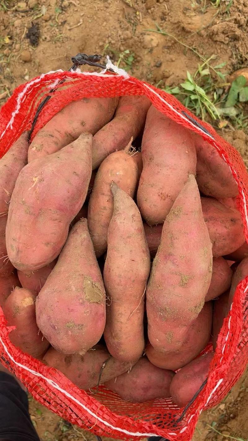 济薯26板栗薯商超精品电商地摊货源品质规格多样产地批发