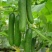 水果黄瓜种子高产四季播包邮节节瓜小黄瓜种籽盆栽农家蔬菜种