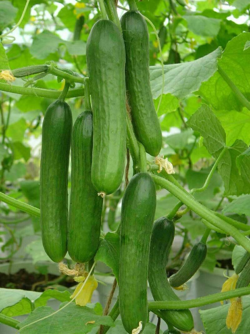 水果黄瓜种子高产四季播包邮节节瓜小黄瓜种籽盆栽农家蔬菜种