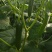 水果黄瓜种子高产四季播包邮节节瓜小黄瓜种籽盆栽农家蔬菜种